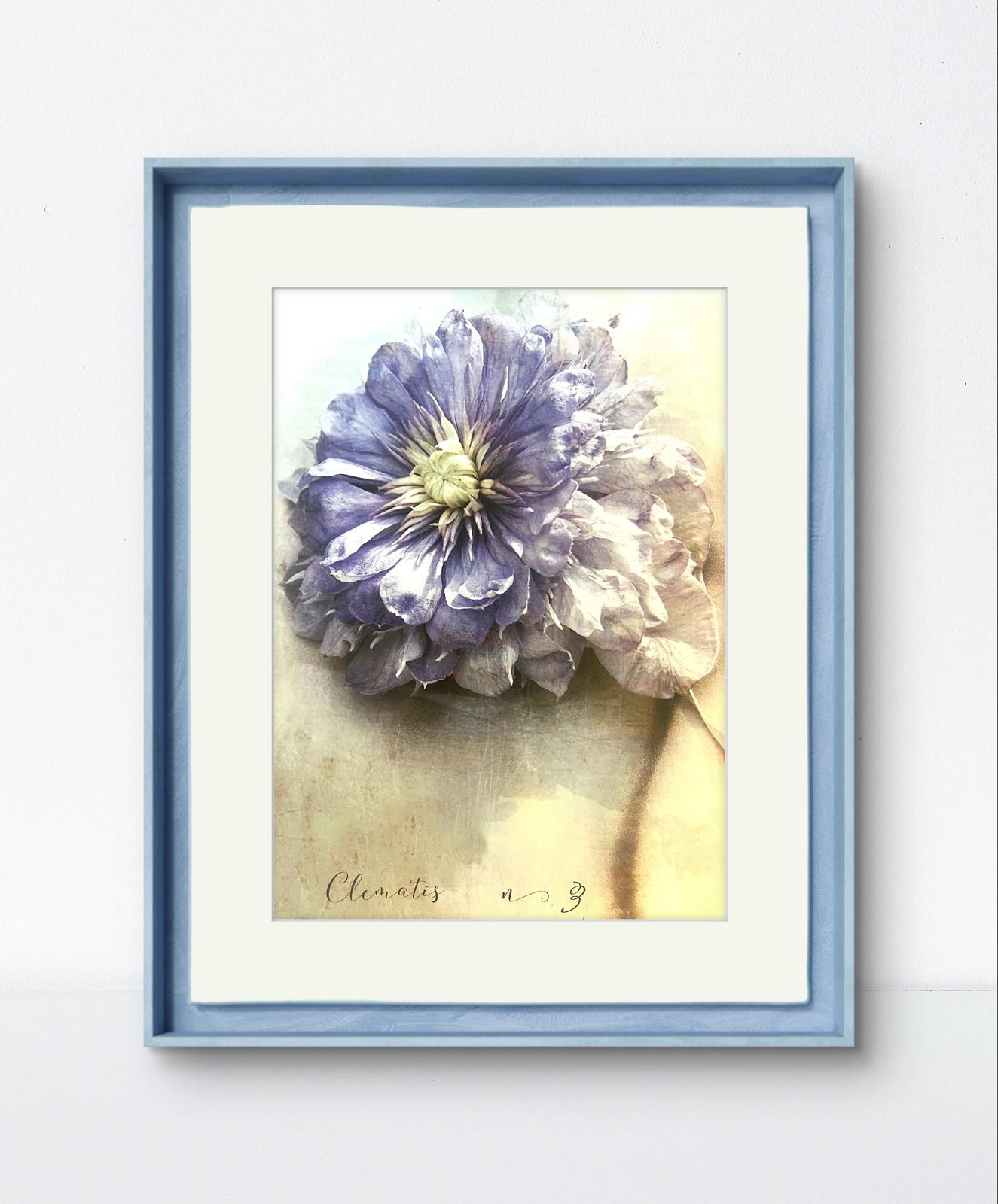 Ethereal Clematis Print – Heather Johnston Botanical Fine Art