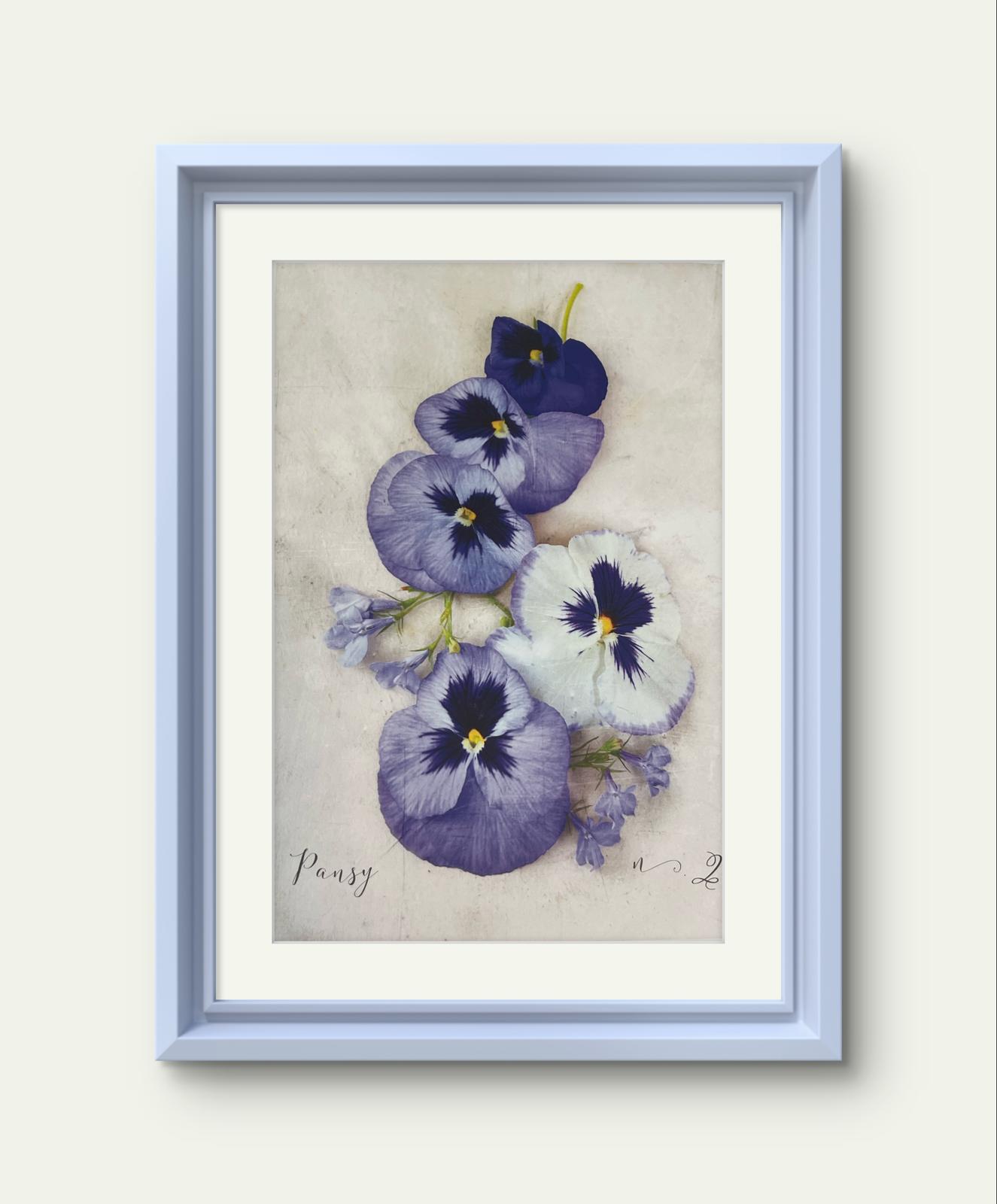 Delicate Pansy Print – Heather Johnston Botanical Fine Art