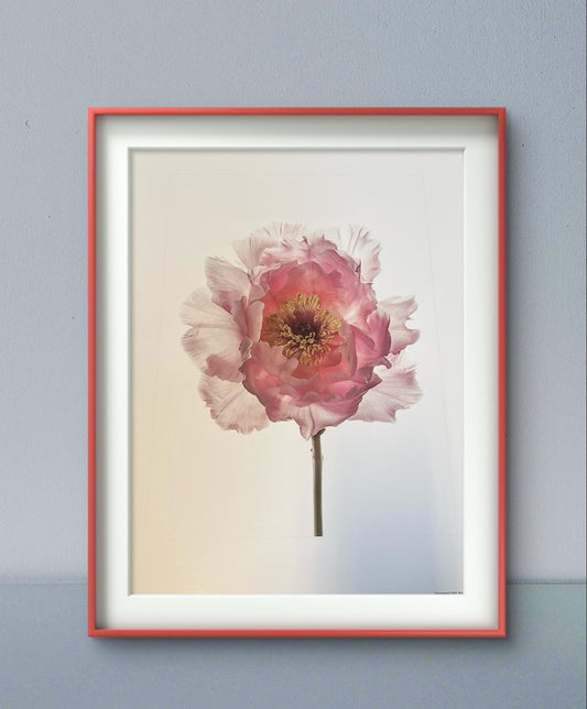 Champagne Pink Peony – Alyson Fennell Floral Art Print