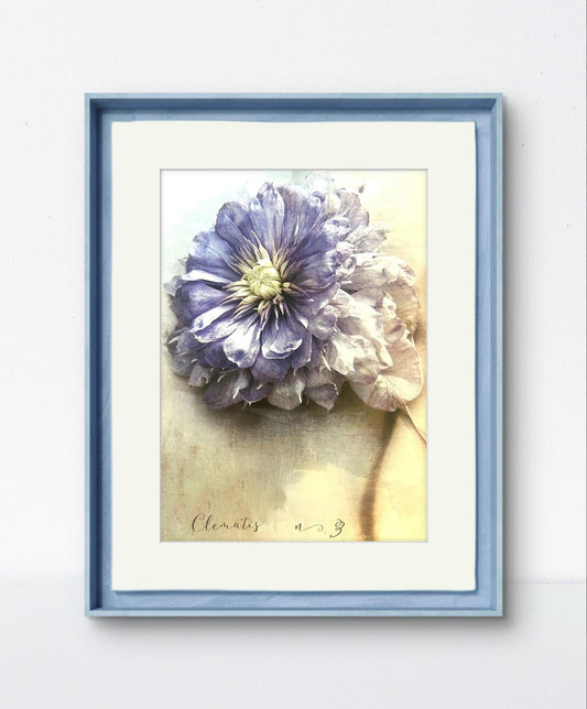 Ethereal Clematis Print – Heather Johnston Botanical Fine Art