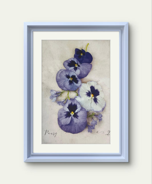 Delicate Pansy Print – Heather Johnston Botanical Fine Art